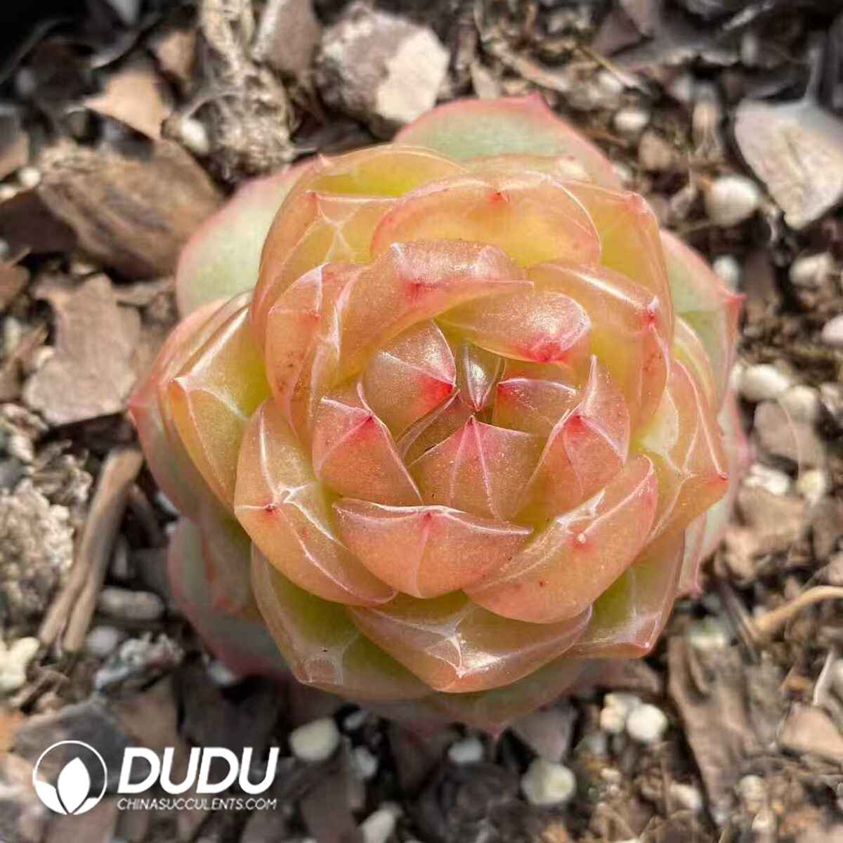 e201-501.jpg Echeveria Ocean Star Jelly Form - Image 1