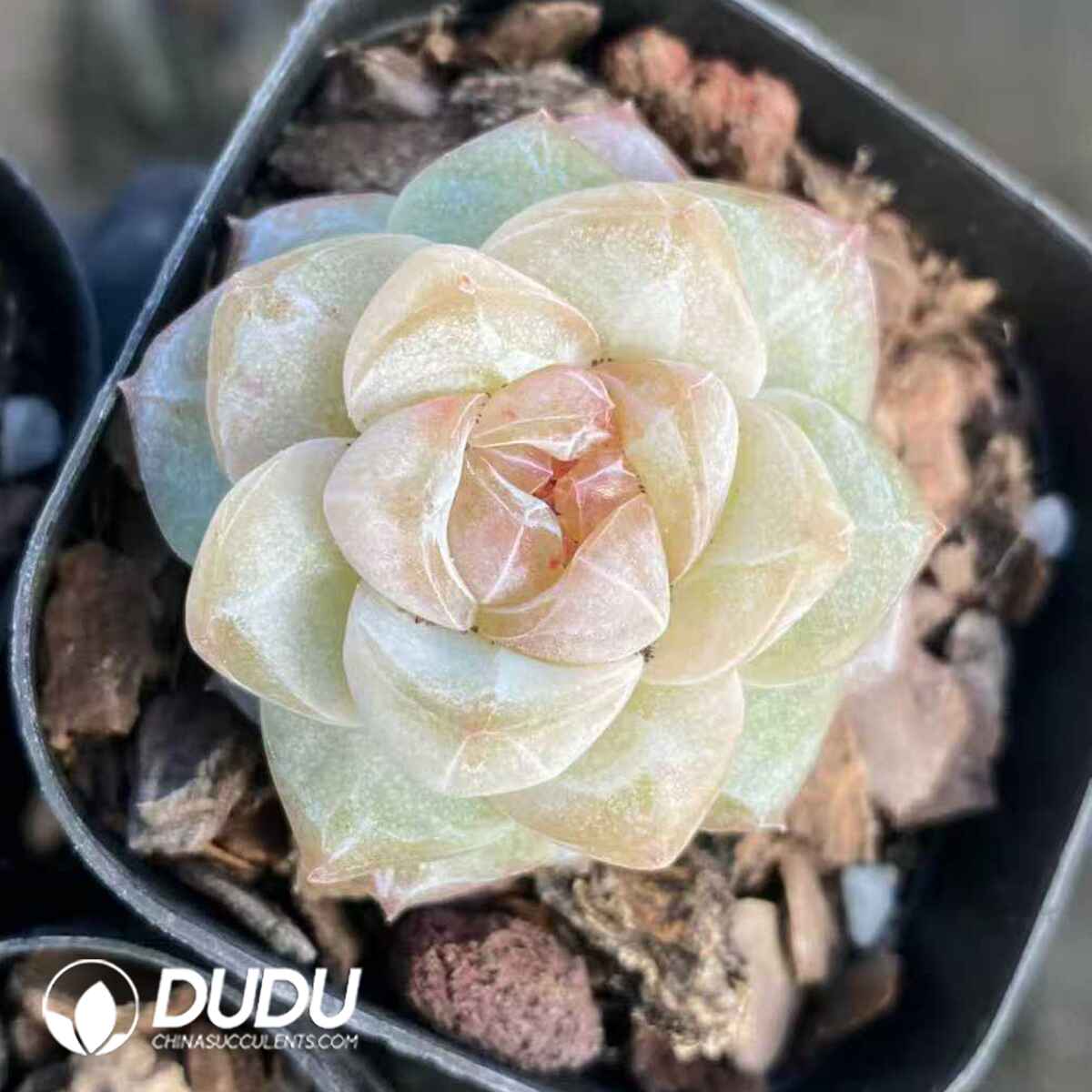 e201-502.jpg Echeveria Songhua - Image 1