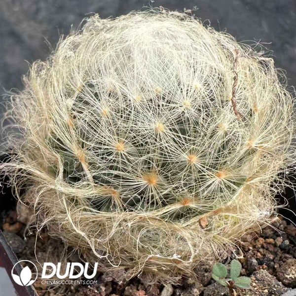 Cactus Mammillaria Aureilanata - Image 1