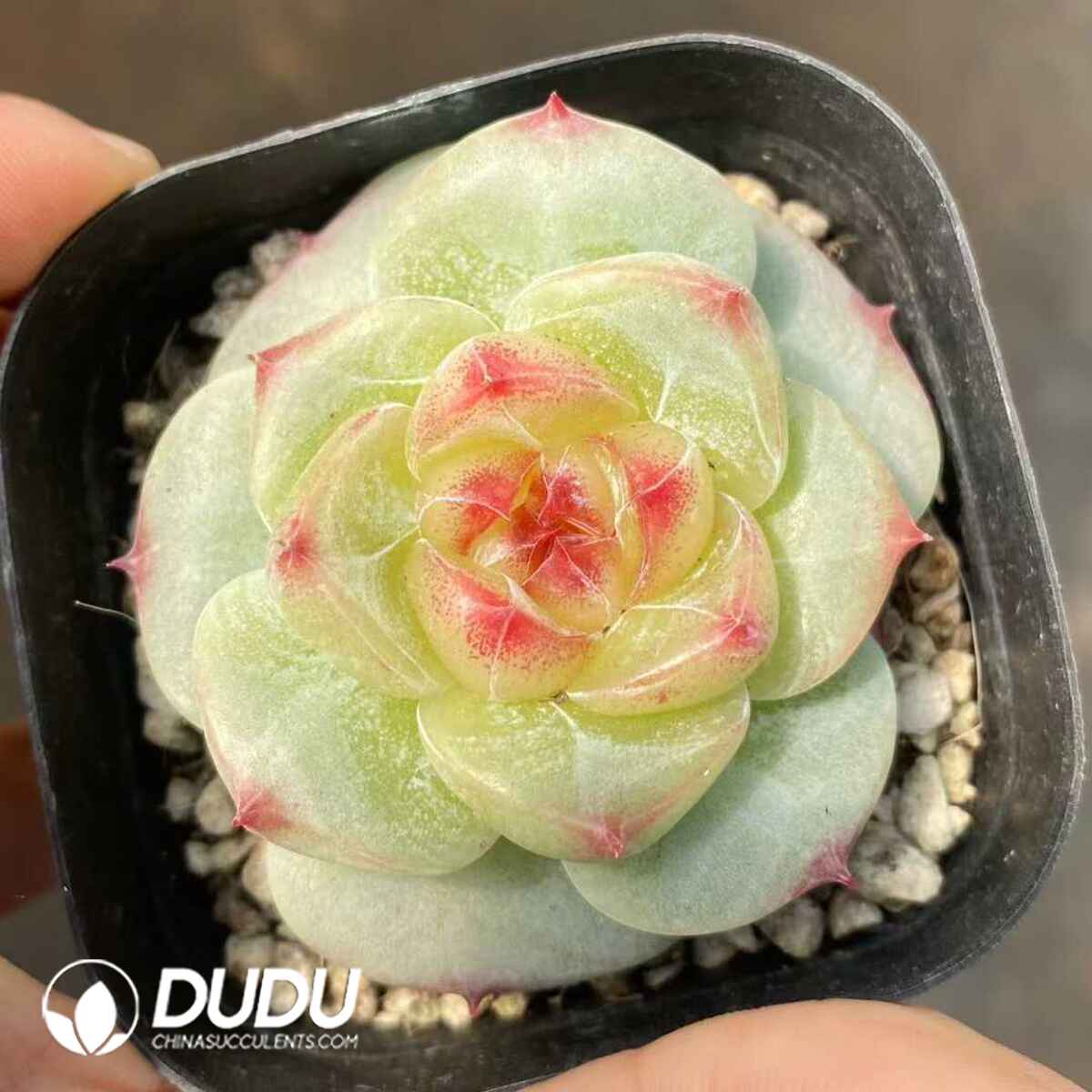 e201-507.jpg Echeveria Green Bodhi - Image 1