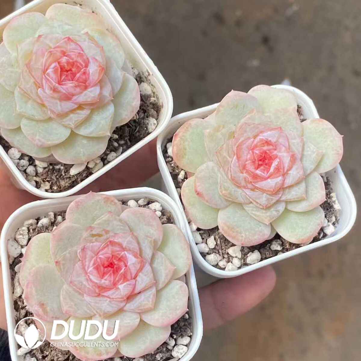 e201-509.jpg Echeveria Ripple - Image 1