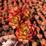 (Scattered)Echeveria Letizia Clustering