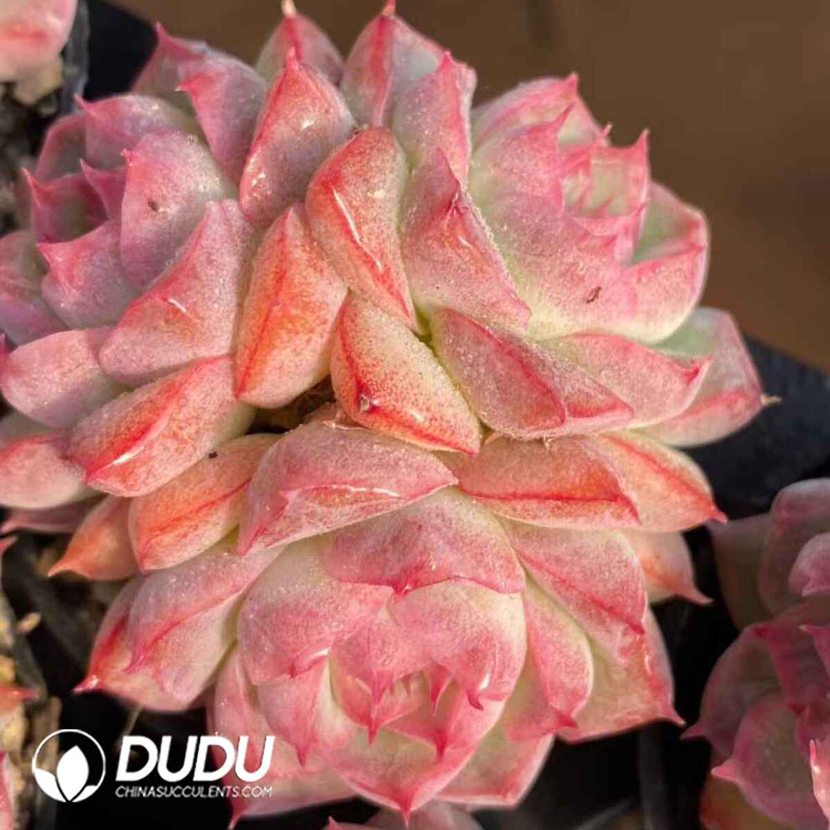 e201-510.jpg Echeveria Queen of Peach Fragrance Clustering - Image 1