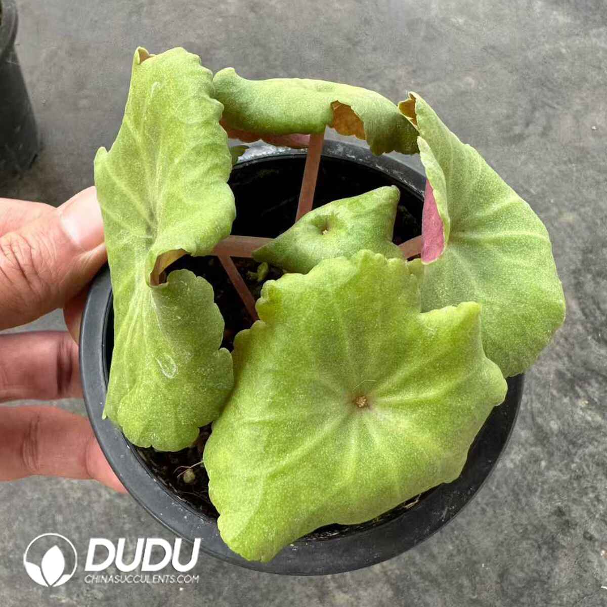 e201-525.jpg Crassula umbella Wine Cup - Image 1