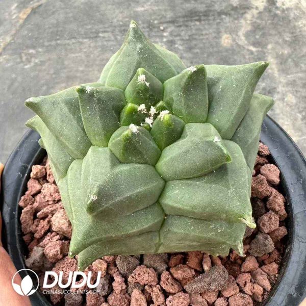 Mammillaria Bocasana - Image 1