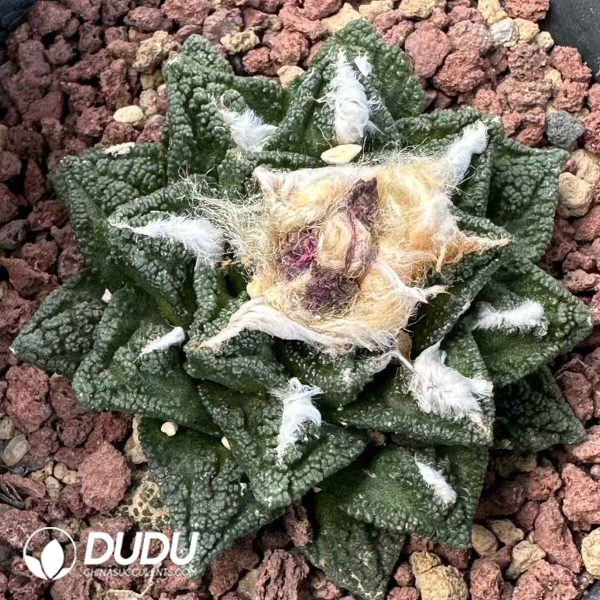 e201-528.jpg Cactus-Ariocarpus fissuratus var. hintonii - Image 1