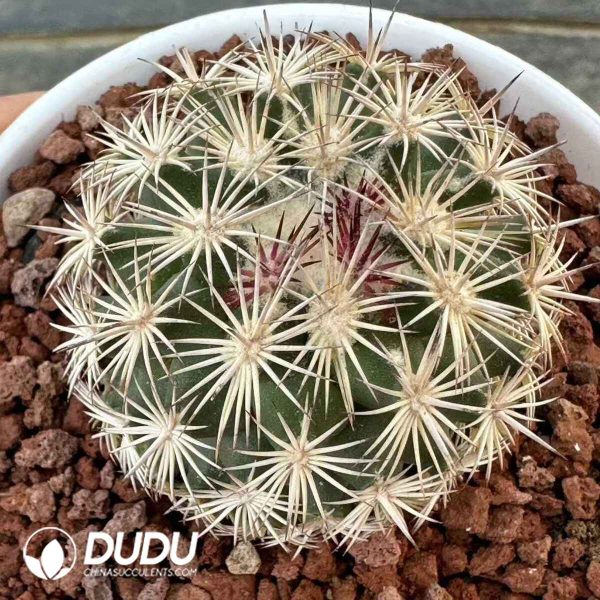 e201-529.jpg Cactus-Echinopsis Oxygona - Image 1