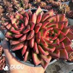 Echeveria Cherry 2-3 Head Clustering