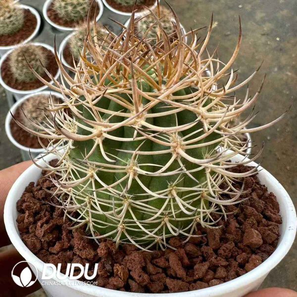 Cactus-Eriosyce Bulbocalyx - Image 1