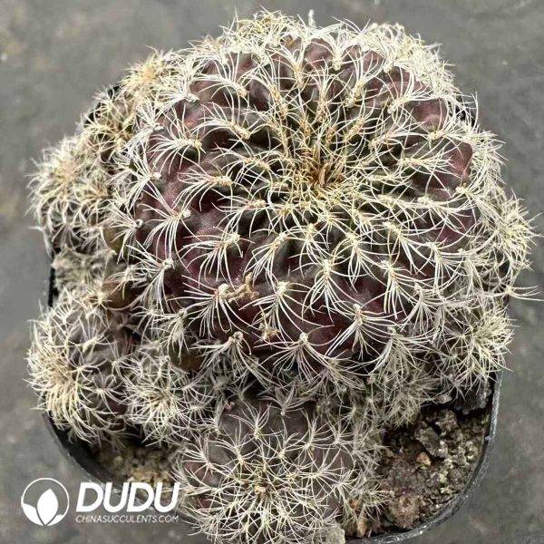 Cactus-Lobivia Robert Clustering - Image 1