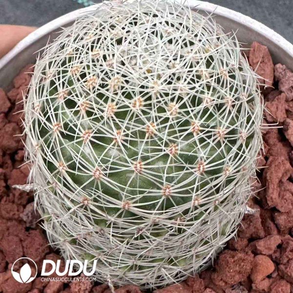 Cactus-Mammillaria Napina - Image 1