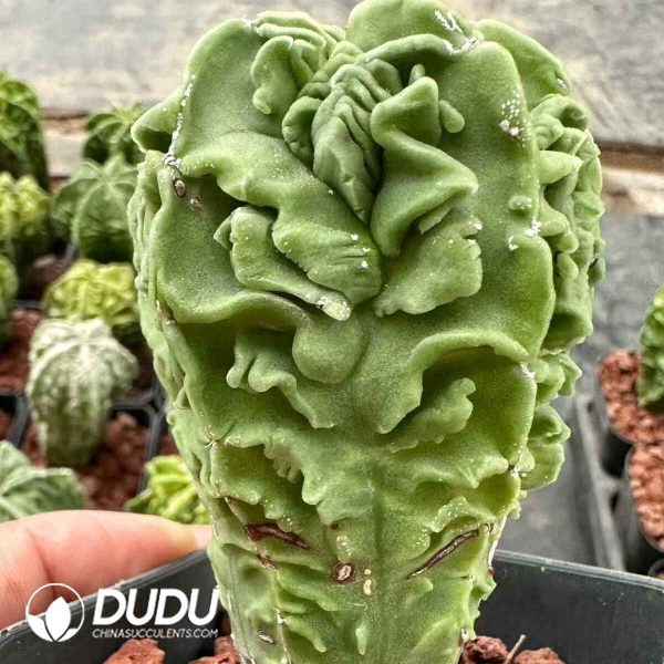 e201-534.jpg Cactus-Astrophytum myriostigma walnut - Image 1