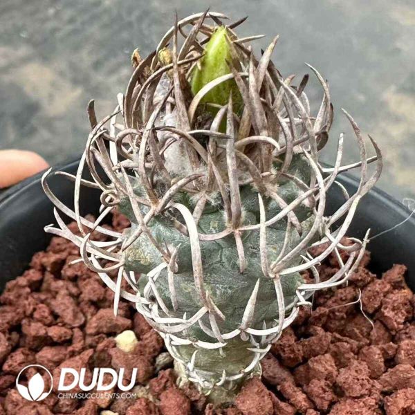 Turbinicarpus Flaviflorus - Image 1