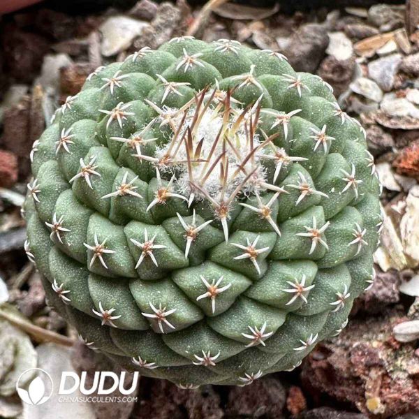 Cactus-Strombocactus disciformis - Image 1