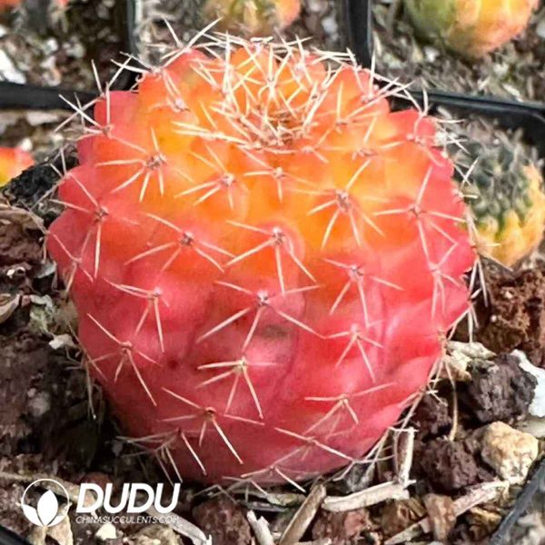 Cactus-Gymnocalycium mihanovichii subsp. - Image 1