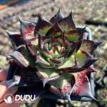 Echeveria Demon