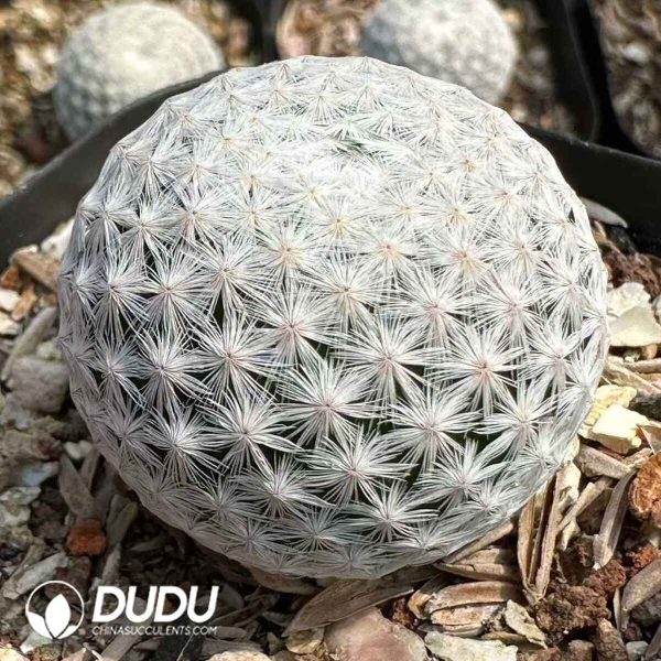 Cactus-Mammillaria herrerae Werderm - Image 1