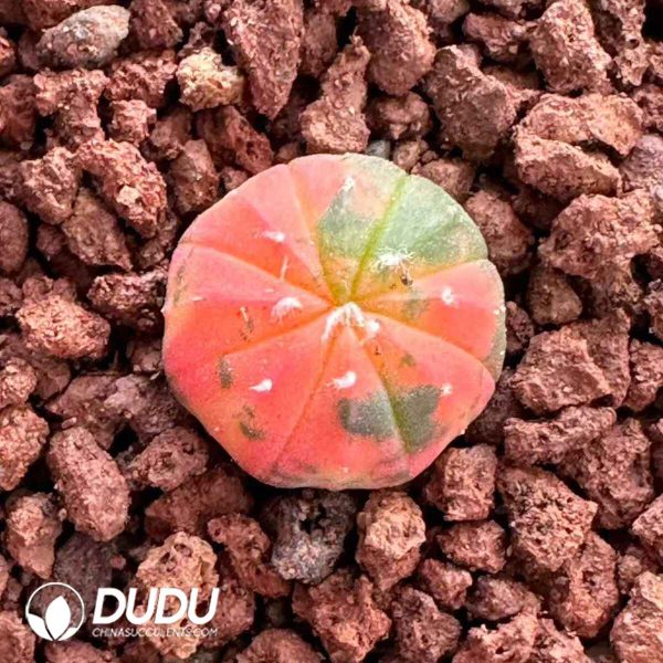 Cactus-Astrophytum asterias - Image 1