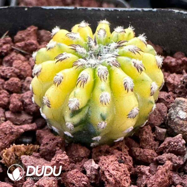 Cactus-Discocactus horstii - Image 1