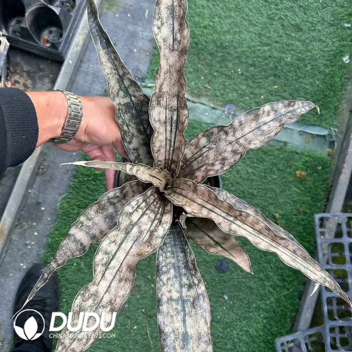 e201-543.jpg Sansevieria trifasciata - Image 1