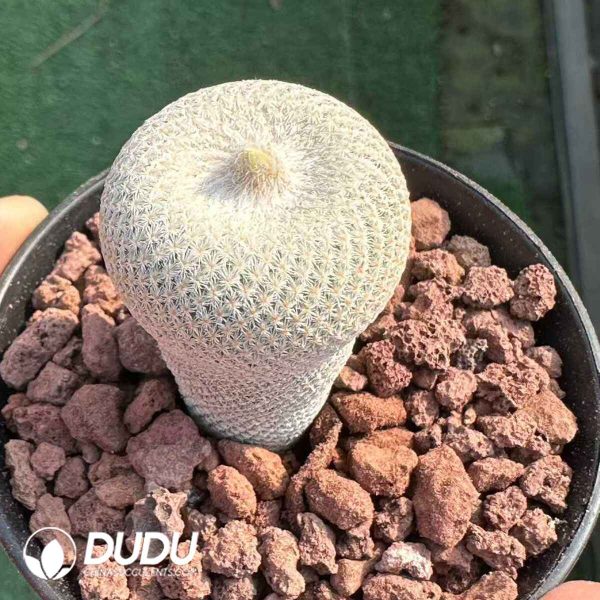 Cactus-Epithelantha bokei) - Image 1