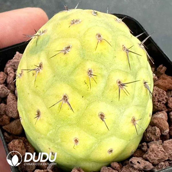 Cactus-Tephrocactus geometricus - Image 1