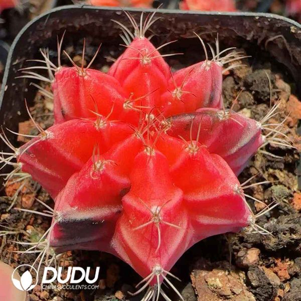 Cactus-Gymnocalycium Mihanovichii - Image 1