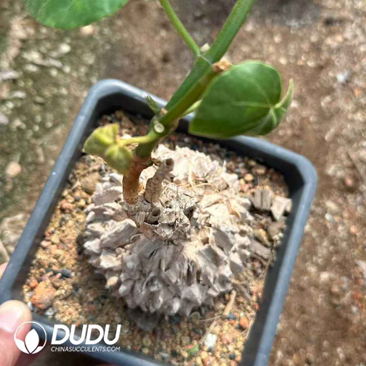 e201-549.jpg Matelea cyclophylla - Image 1