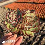 Echeveria Bolognese Rose Double Head