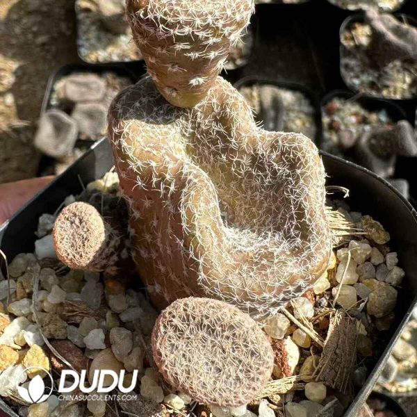 Cactus-Opuntia grandis Pfeiff - Image 1