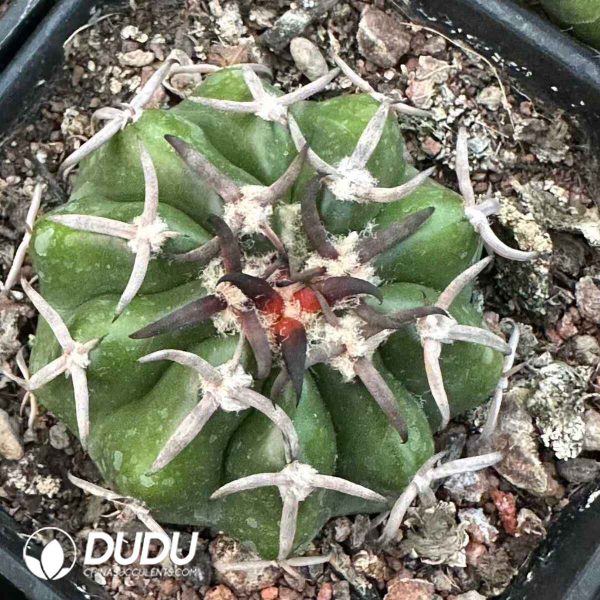 Cactus-Discocactus Pfeiff - Image 1