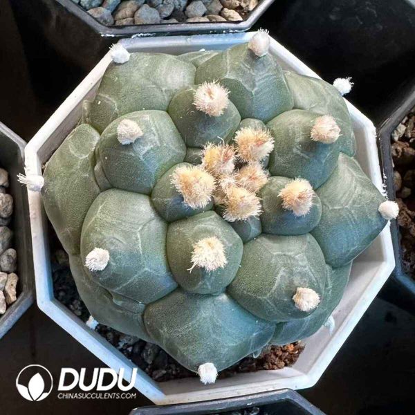 (Seed Grown)Cactus-Astrophytum Asterias Kikko - Image 1