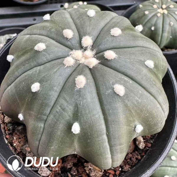 (Seed Grown)Cactus-Astrophytum Asterias - Image 1