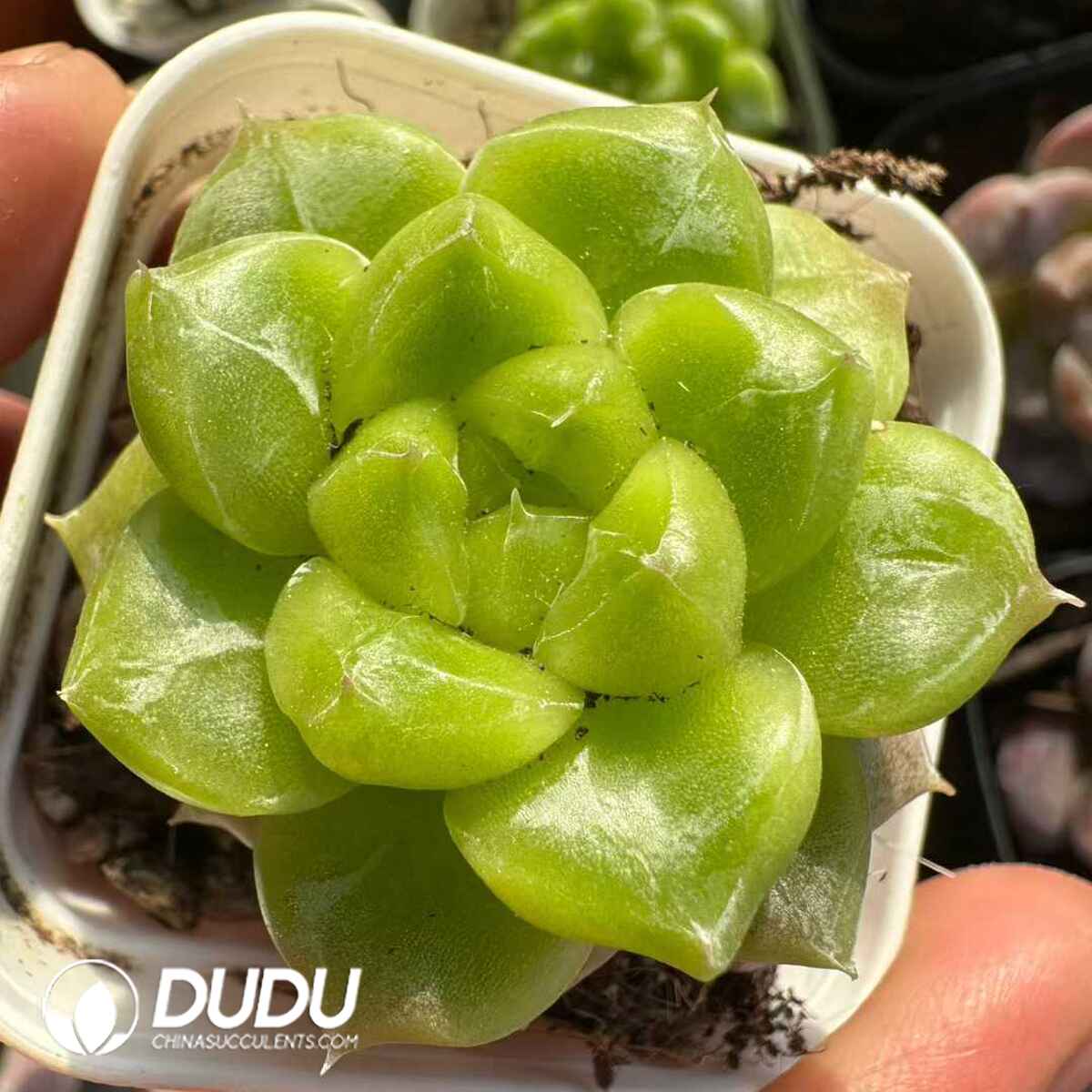 e201-554.jpg Echeveria 7UP - Image 1