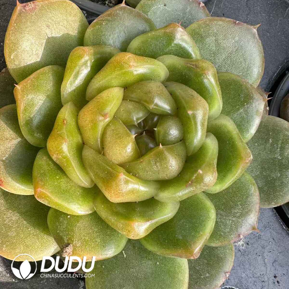 e201-555.jpg Echeveria Blue Ghost - Image 1