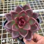 Echeveria Abundant Rose