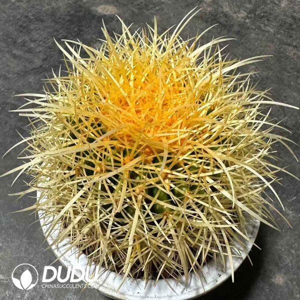 Cactus-Echinocactus Grusonii Hildm - Image 1