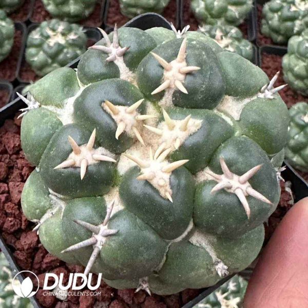 Coryphantha elephantidens var. alba - Image 1