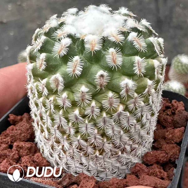 Turbinicarpus Pulcherrimus - Image 1