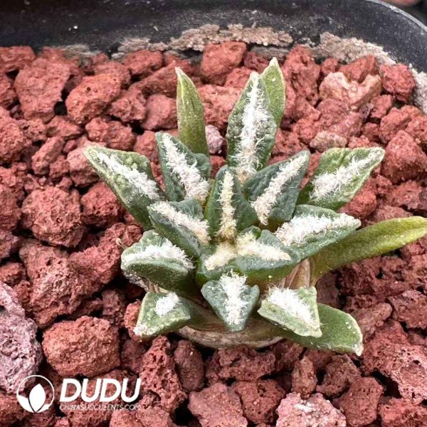 Ariocarpus Kotschoubeyanus - Image 1