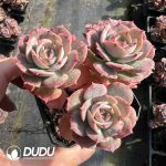 Echeveria Croatia 3-4 Heads Clustering
