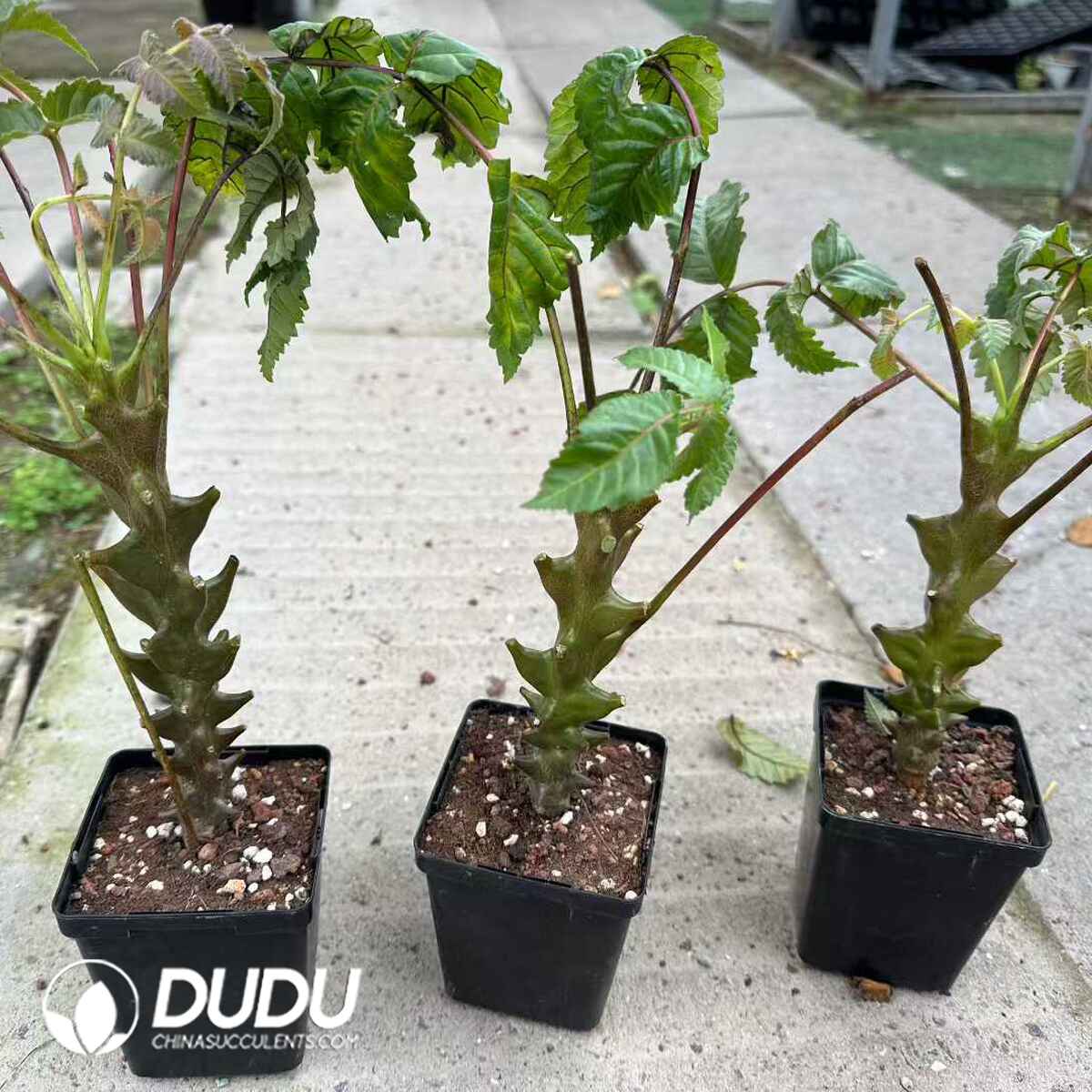 e201-571.jpg Beiselia Mexicana - Image 1