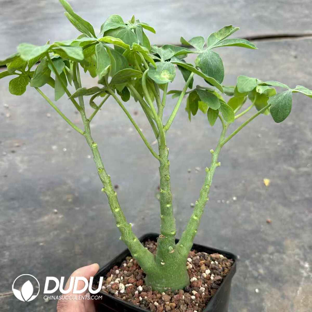 e201-572.jpg Adenia Glauca - Image 1