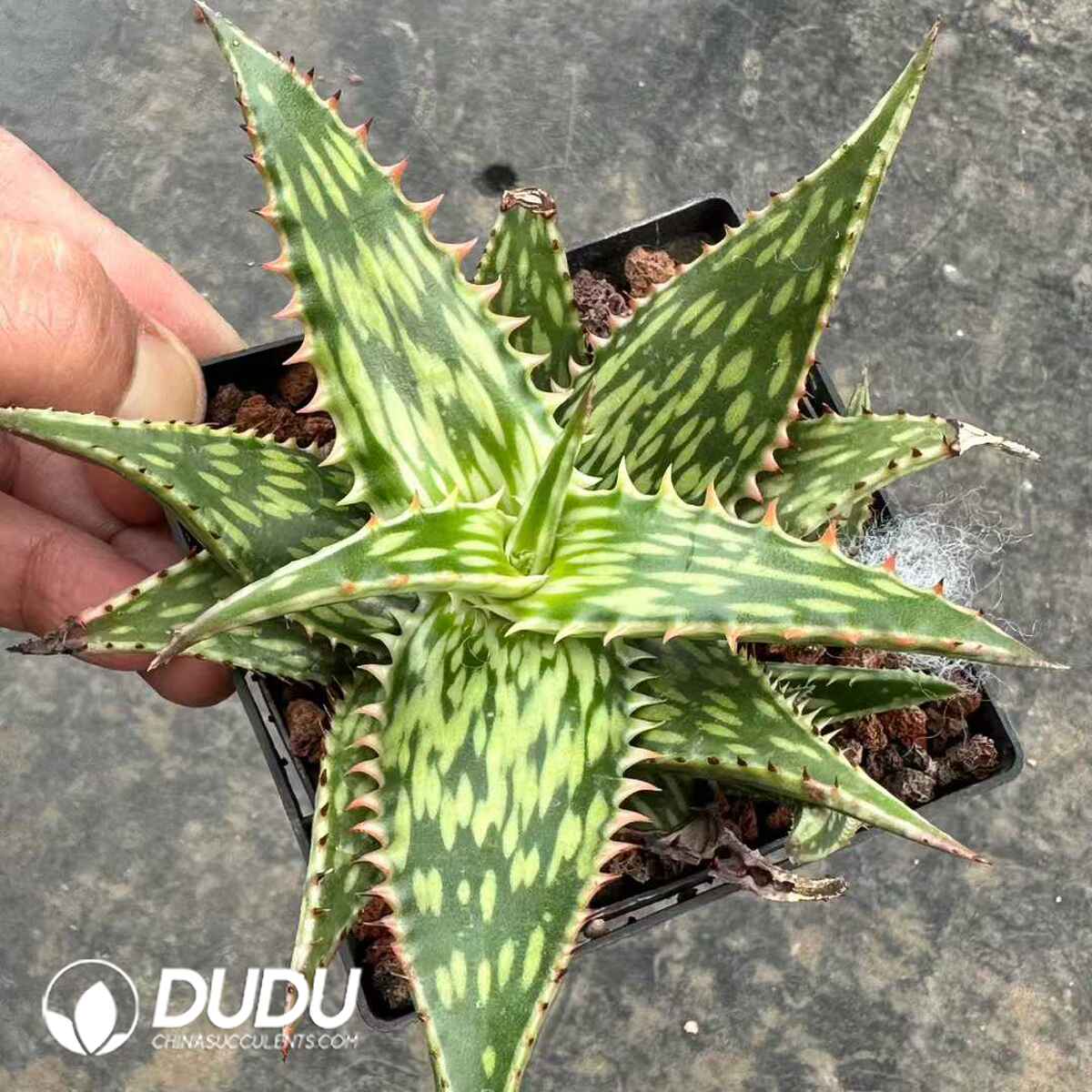 e201-573.jpg Aloe Somaliensis - Image 1