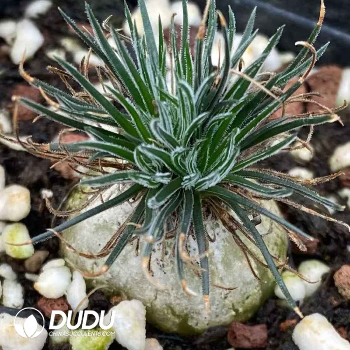 e201-576.jpg Ornithogalum Hispidum - Image 1