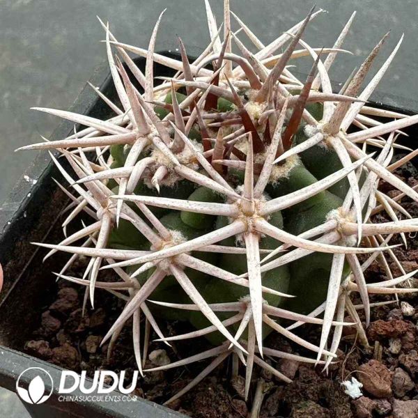 e201-577.jpg Gymnocalycium Ambatoense - Image 1