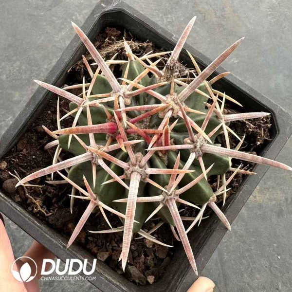 Echinocactus Texensis - Image 1