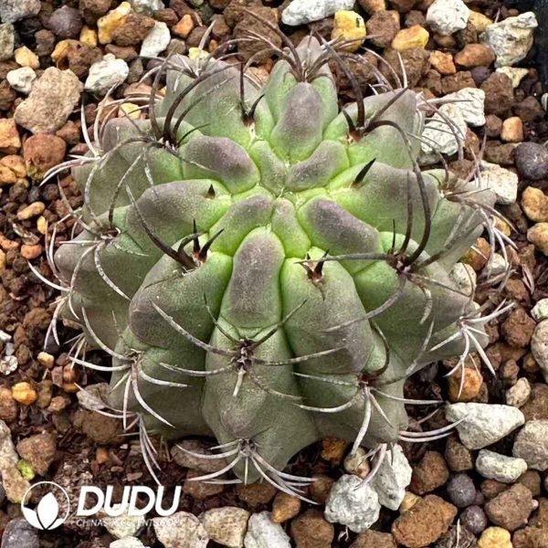 Eriosyce Paucicostata - Image 1