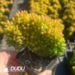 Sedum Alice Evans Cristata
