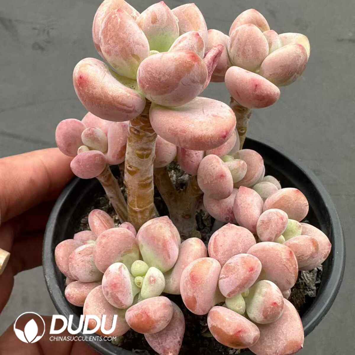 e201-580.jpg Graptosedum Red Miul Clustering - Image 1